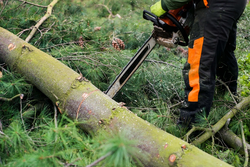 Bakıda qanunsuz ağac kəsilməsi ilə bağlı cinayət işi açıldı
