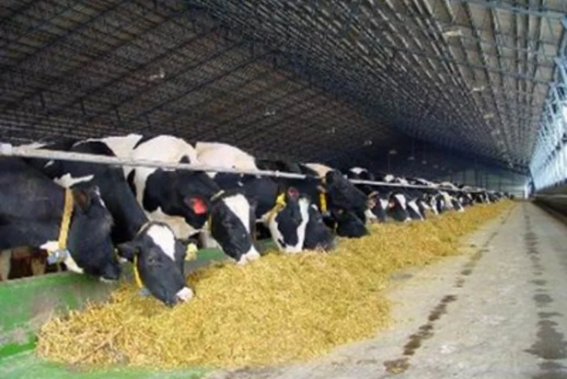 ​Azərbaycanda kənd təsərrüfatı heyvanlarının sığortası 168 dəfə artıb