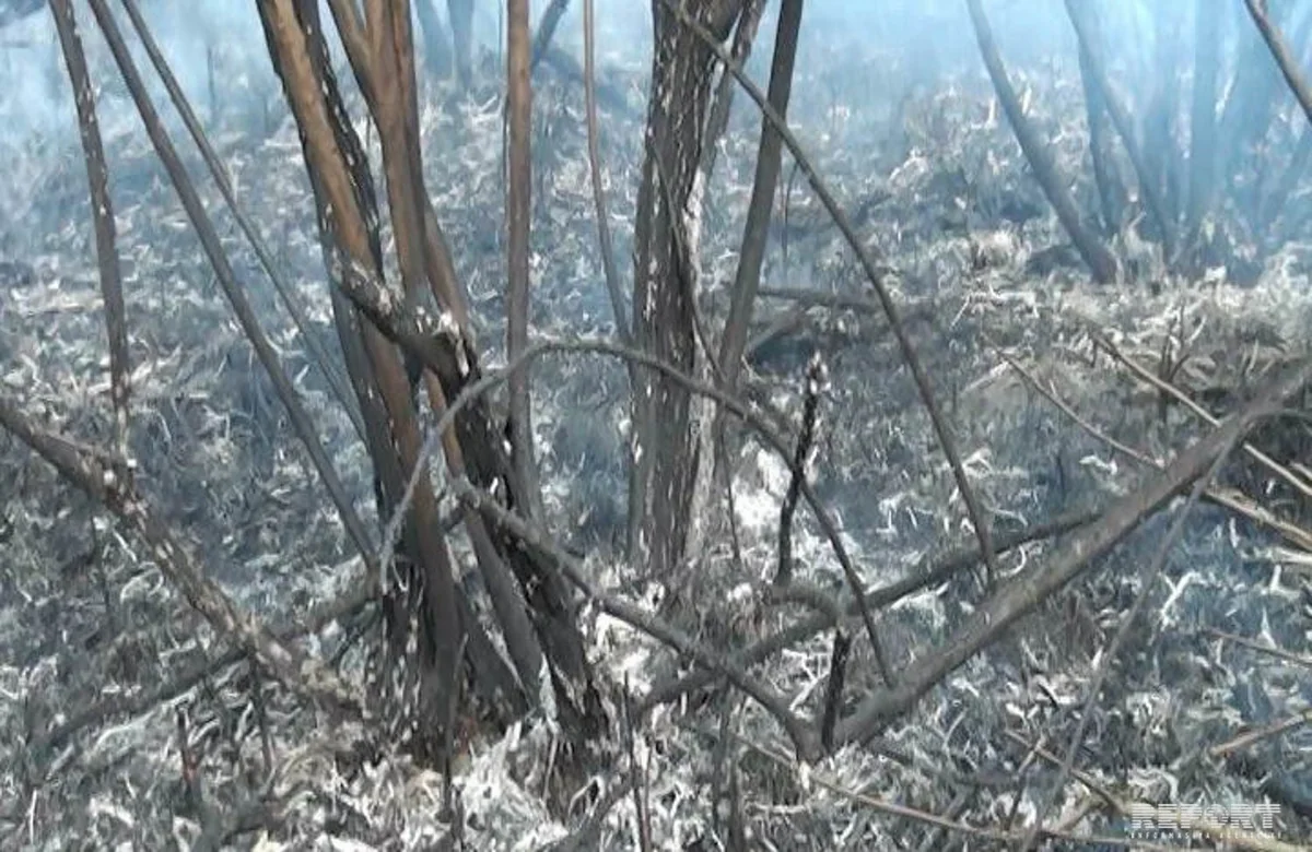 Yevlaxda adı Qırmızı Kitaba düşən yulğun kolları yanıb - VİDEO - YENİLƏNİB