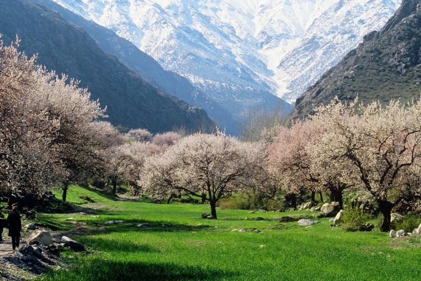 Tajikistan to create 'Apricot Garden of Friendship' in Azerbaijan