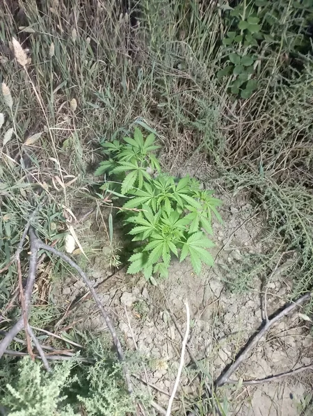 Həyətində çətənə kolları yetişdirən Neftçala sakini saxlanılıb