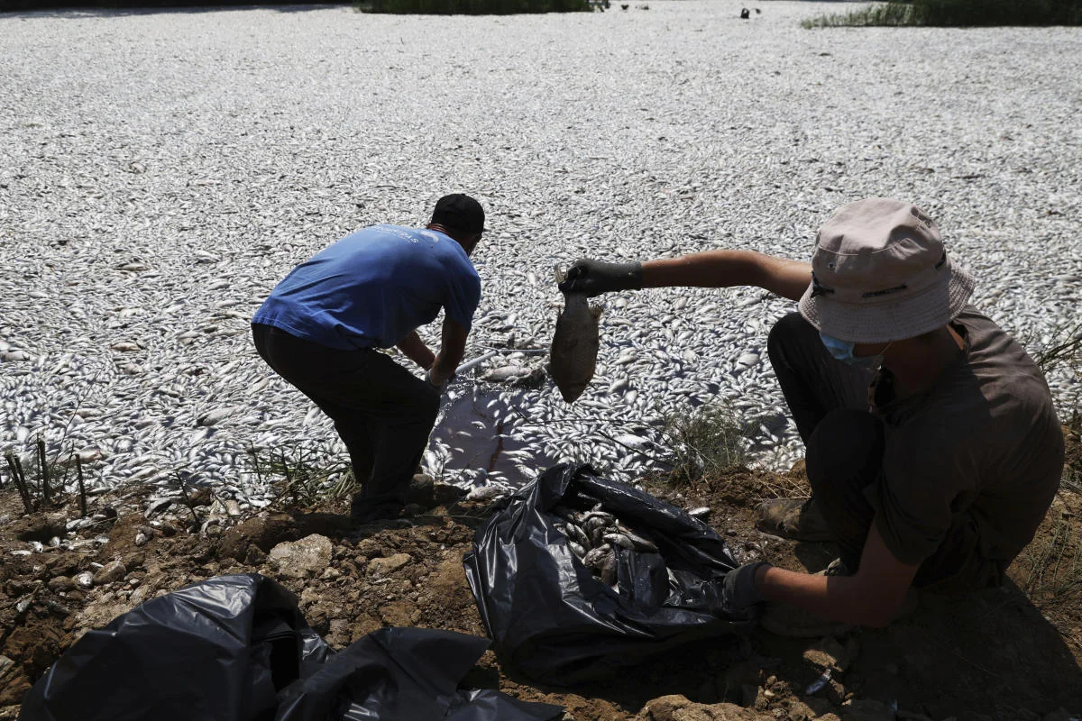 Egey dənizində təxminən 100 ton ölü balıq toplanıb