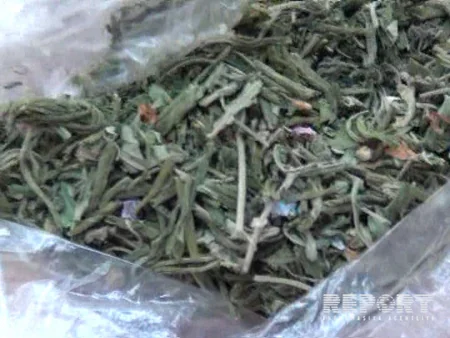 Neftçala sakinindən 148 ədəd çətənə kolu aşkar edilərək götürülüb - FOTO