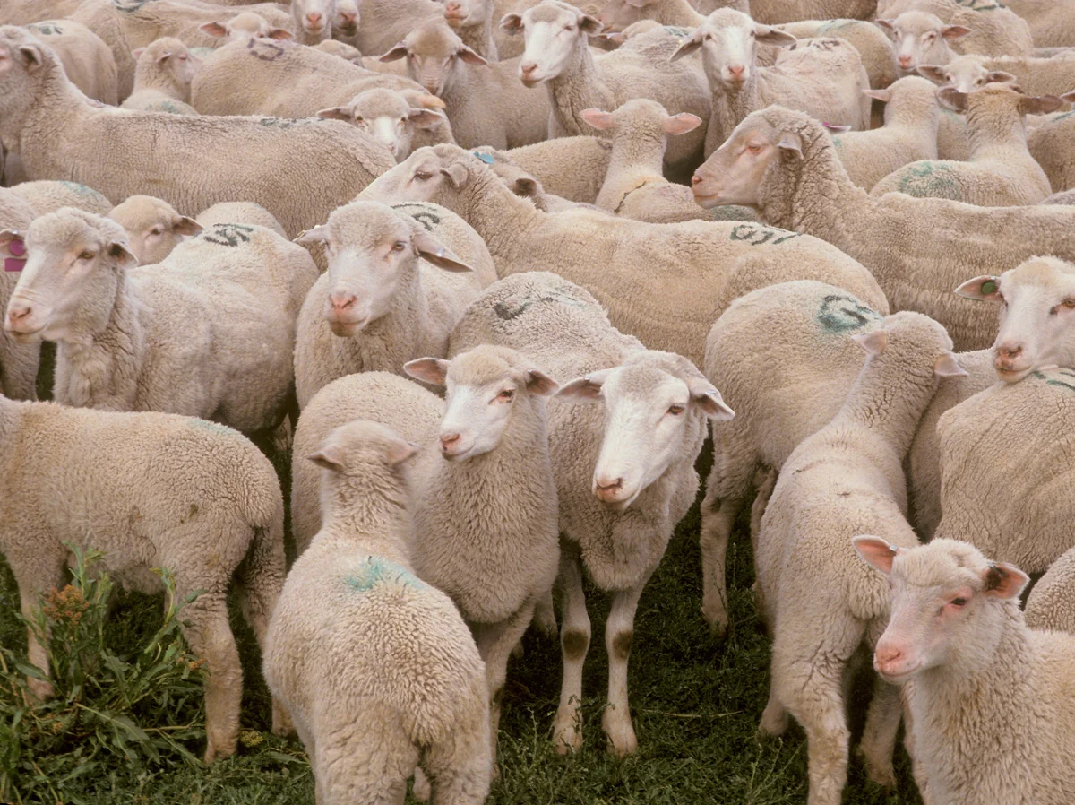 Bakıda qurbanlıq heyvanların satılacağı ünvanlar açıqlanıb - SİYAHI