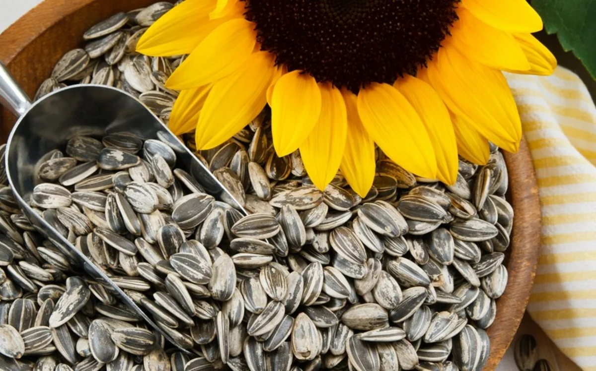 Azerbaijan begins importing sunflower seeds from UAE