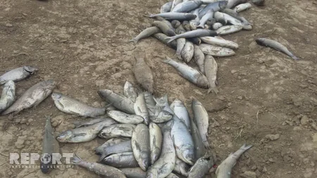 Ağcabədidə balıqlar kütləvi şəkildə tələf olub - FOTO