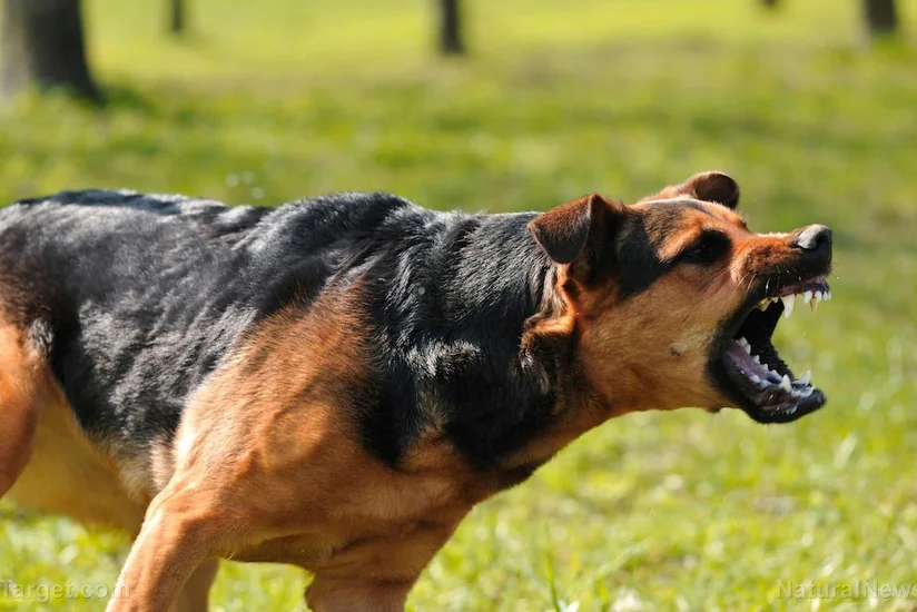 Məktəblərin ətrafında sahibsiz itlərin sayı çoxalıb - RƏYLƏR