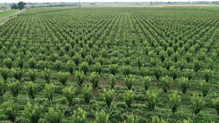 İnam Kərimov Samuxda günəbaxan əkən fermerlərlə görüşüb