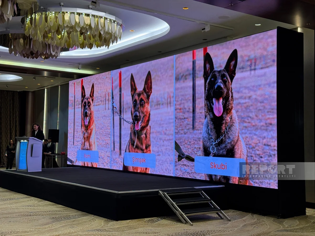 ANAMA-ya üç yeni minaaxtaran it təqdim olunub