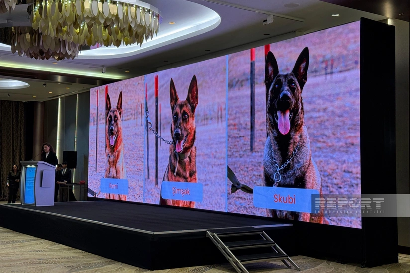 ANAMA-ya üç yeni minaaxtaran it təqdim olunub