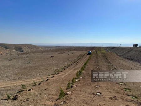 Cəbrayılda Ağıllı tingçilik ərazisində 200-dən çox şam ağacı əkilib