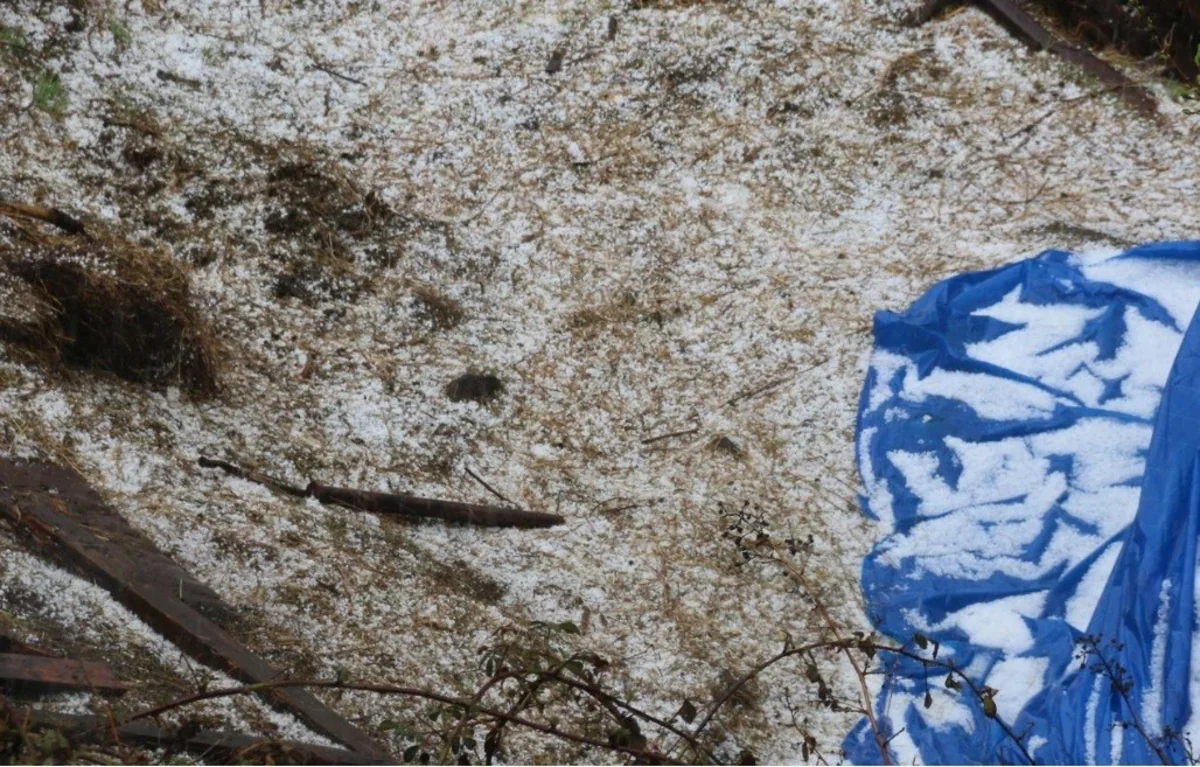 Daşkəsənə dolu yağıb, meyvə ağaclarına ziyan dəyib - FOTO - VİDEO