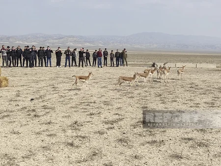 Acınohur düzünə növbəti dəfə ceyranlar buraxılıb