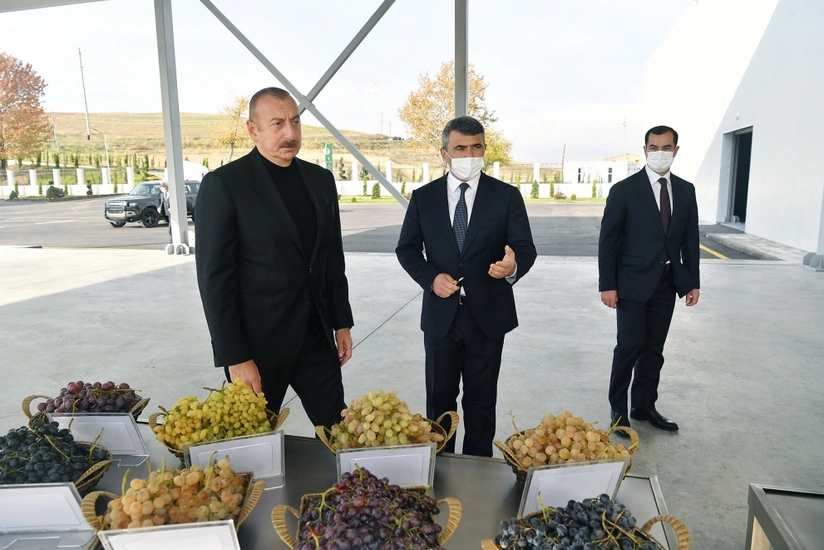 Şamaxı Üzüm Tingçilik Mərkəzinin açılışı olub