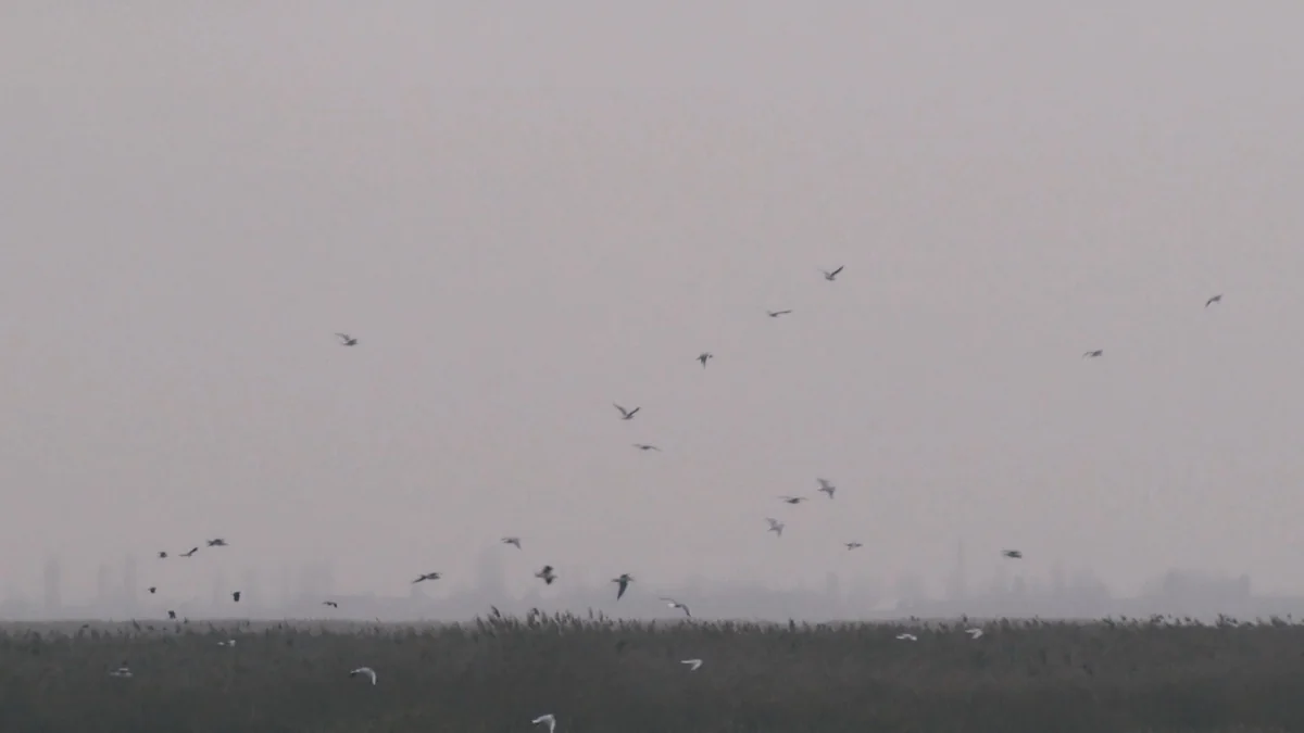 Azərbaycanın beynəlxalq əhəmiyyətli təbiət ərazisindən - VİDEOREPORTAJ