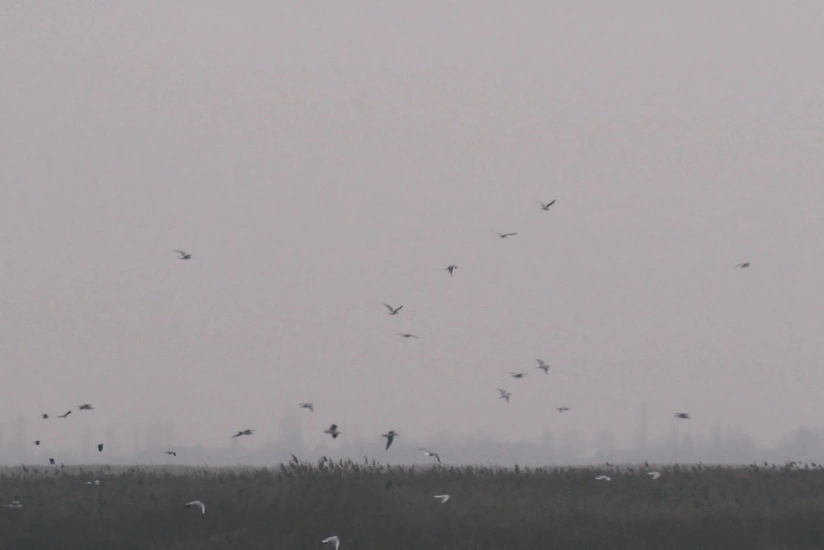 Azərbaycanın beynəlxalq əhəmiyyətli təbiət ərazisindən - VİDEOREPORTAJ