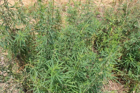 Oğuzda 5 tona yaxın narkotik tərkibli bitki məhv edilib