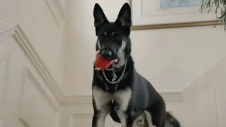 Собака Байдена пройдет процедуру индогурации