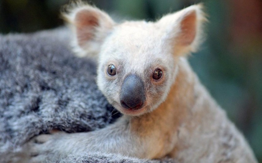 Koala listed as endangered as their numbers plunge