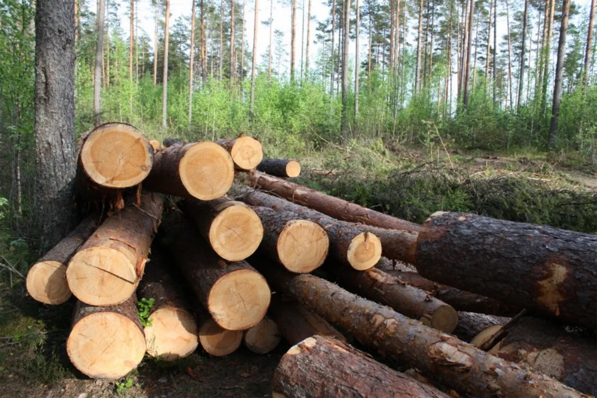 Азербайджан импортировал из Перми более 11 тыс. кубометров пиломатериалов
