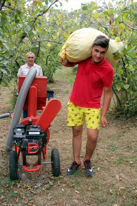 Türkiyədə fındıq yığmaq üçün maşın ixtira edilib