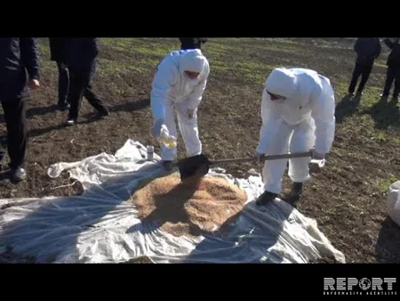 Cəlilabadın taxıl sahələrində gəmiricilərin sayı kəskin şəkildə artıb