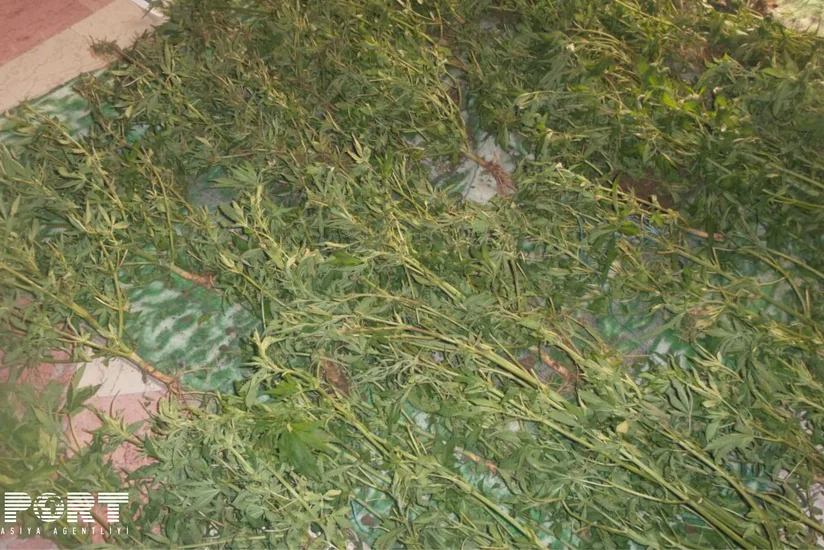 Lənkəran sakininin əkin sahəsindən 274 çətənə kolu aşkarlanıb - FOTO