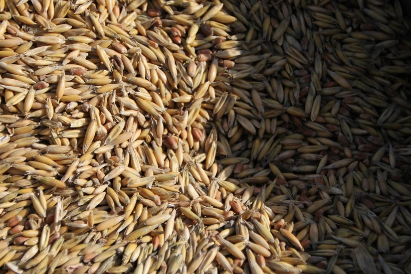 Norway starts stockpiling grain, citing pandemic, war and climate change