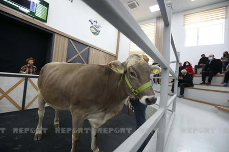 Azərbaycanda heyvanlar ilk dəfə hərraca çıxarılır