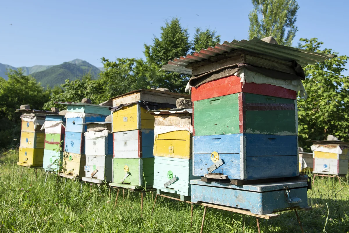 Azərbaycanda arı təsərrüfatları azad edilmiş digər ərazilərə köçürülə bilər