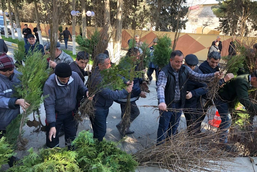 Abşeronda əhaliyə pulsuz ağac tingləri paylanılıb