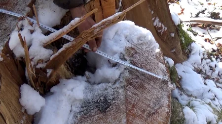 Meşələri məhv edənlərə qarşı əməliyyat keçirildi