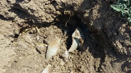 Tərtərdə partlamamış hərbi sursat aşkar edilib