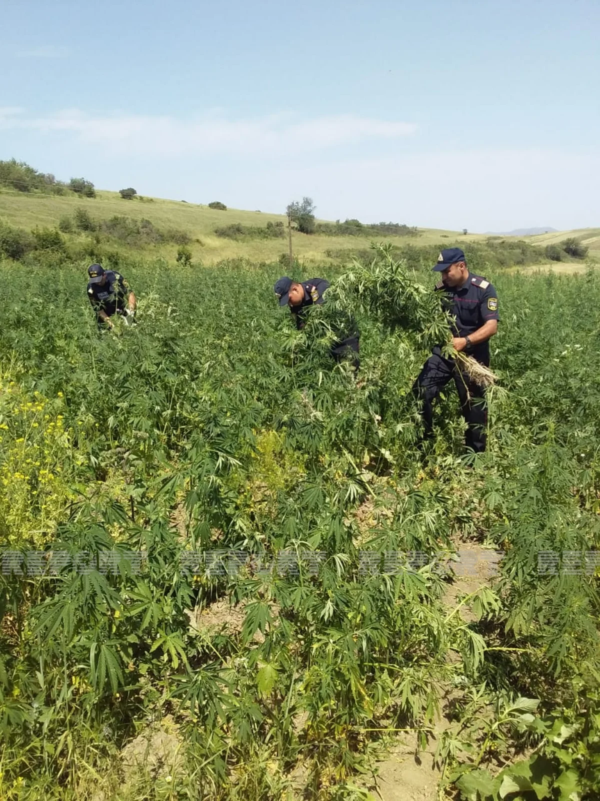 Goranboyda yabanı halda bitən çətənə kolları məhv edilib