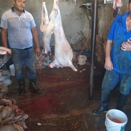 Sarayda qanunsuz ət kəsimi ilə məşğul olan şəxslər saxlanılıblar