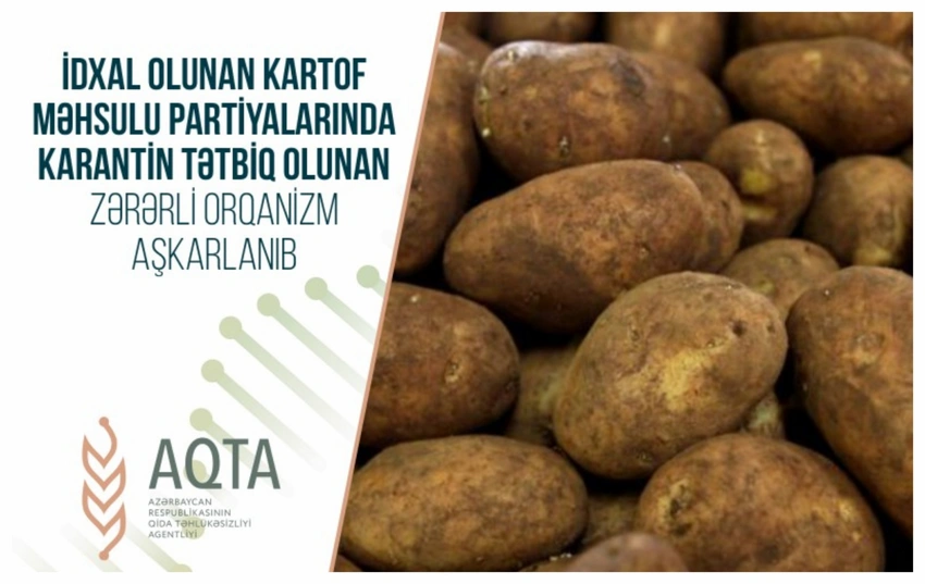 Rusiyadan Azərbaycana gətirilən kartofda zərərverici aşkarlanıb