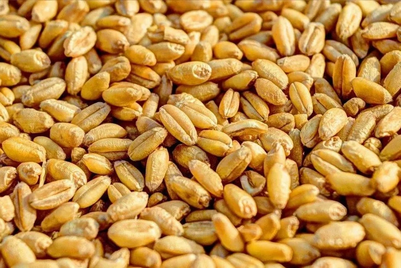 18 contracts concluded in Egyptian commodities exchange for supplying Russian wheat