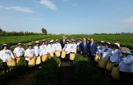 Prezident İlham Əliyev Lənkəranda “Yaşıl Çay” plantasiyası ilə tanış olub