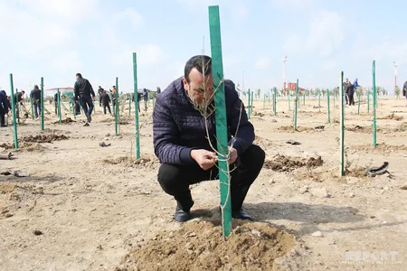 SOCAR növbəti genişmiqyaslı ağacəkmə kampaniyasına start verib - FOTOREPORTAJ