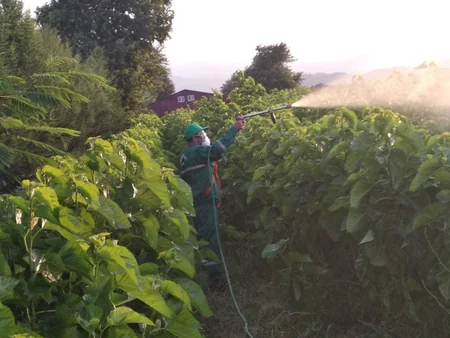 Lənkəranda kiçik tut odlucasına qarşı mübarizə tədbirləri davam etdirilir