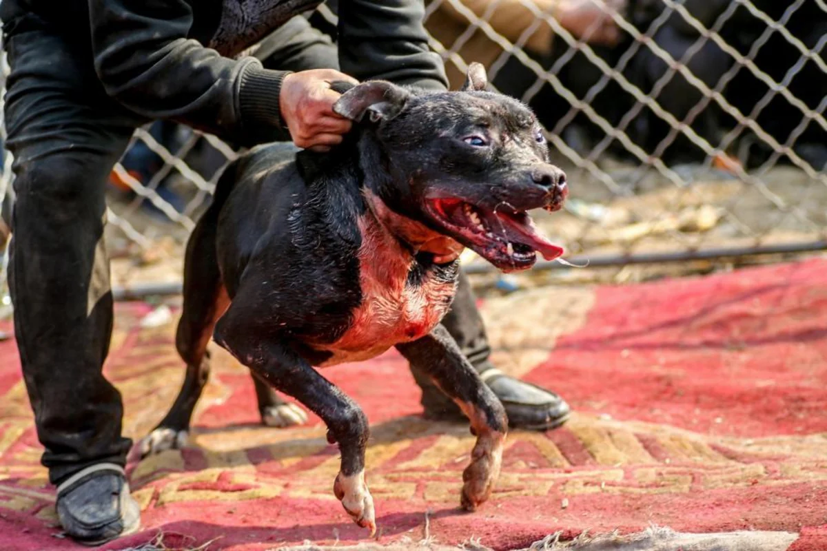 Azərbaycanda it itə yedizdirilib, hadisə araşdırılır - FOTO - VİDEO - YENİLƏNİB